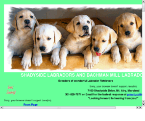 labrador-retriever-breeder.com: Bachman Mill Farm Labradors and Shadyside Farm Labrador Puppies
Breeders of Labrador Retrievers with fabulous reputation for quality English style stocky blocky head pups