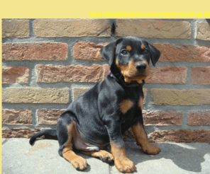 duitsepinscher.com: Von Cronestein duitse pinscher indexpagina
Duitse Pinscher, Duitse Pinschers Von Cronestein, Von Cronestein, website Duitse Pinscher, Kennel, Fokker,  erkende kennel Von Cronestein, Duitse Pinscher puppies, German Pinscher, Deutsche Pinscher,Pups,Puppy