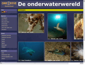 hakkennes.net: De Onderwaterwereld
This site contains photo´s and information about live under water. The animals are sorted into species. About every animal you can find foto´s. Scientific names as well as English names are available.