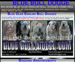 bluebulldogge.com: Home of the Blue Olde English Blue Bull Dogge - BLUE BULL DOGGE
a little about us 