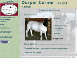 dorpercorner.com: Dorper Corner
Dorper Sheep