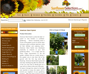 giantsunflowers.com: All Colors - American Giant Hybrid - Welcome to SunflowerSelections.com
SunflowerSelections.com is the original source for the world's best ornamental sunflower seeds for the home gardener and professional cut flower grower featuring ProCut Orange,  unique  bouquet types, and miniature pot varieties and giant hybrids.