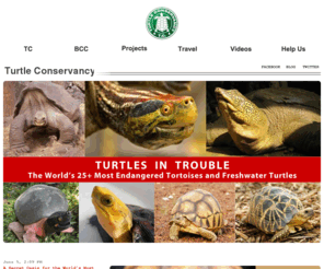 behlerconservation.org: Turtle Conservancy
The Turtle Conservancy is a nonprofit scientific and educational organization dedicated to the conservation of turtles and tortoises around the world. Since 2005 the conservancy has supported a highly successful breeding program at the Behler Chelonian Center along with many other in-situ research projects, adding to knowledge of chelonians.