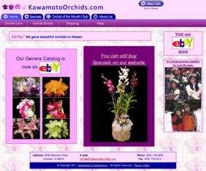kawamotoorchids.com: Orchids - KawamotoOrchids.com - Honolulu, Hawaii
Winter Orchid Specials for Kawamoto Orchids of Hawaii.  Here you'll find our current winter specials and packages.