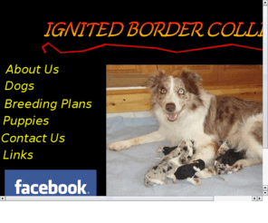 ignitedbordercollies.com: ignited
Ignited Border Collies