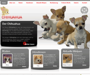 chihuahua-at.at: Chihuahua Welpen, Chihuahua Zucht, reinrassige Chihuahuas - chihuahua-at
Neue reinrassige Chihuahua Welpen, Chihuahua Züchtung, und Informationen über die Rasse Chihuahua.