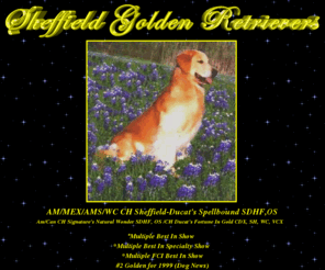 sheffieldgoldens.com: Sheffield Goldens
The home page of Sheffield Goldens.