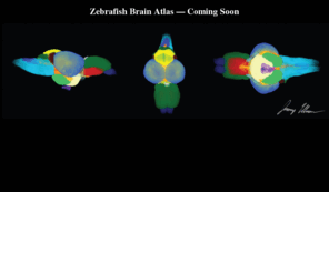 zebrafishbrainatlas.org: Zebrafish Brain Atlas
An online atlas of the anatomical structure of the Zebra fish brain