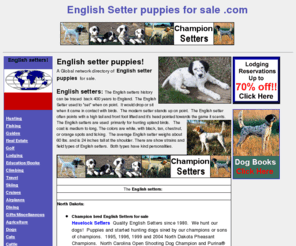 englishsetterpuppiesforsale.com: english setter puppies for sale, englishsetters, www.englishsetterpuppiesforsale.com
English setter puppies. A Global network directory of 
English setters for sale. English Setters, show, bench, hunting and field trial Setters