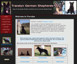 tracelyn.co.uk: Tracelyn German Shepherd Dogs
