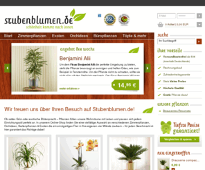 stubenblumen.de: Orchideen kaufen - Orchideen Versand - Zimmerpflanzen Shop -  Stubenblumen.de
Orchideen kaufen - Breite Auswahl an Zimmerpflanzen, Büropflanzen, Exoten und Orchideen. Pflanzen bequem online bestellen bei Stubenblumen.de

