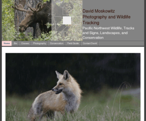 nwwildlifetracking.com: David Moskowitz Photography: Northwest Wildlife, Tracking, Landscapes, Conservation
