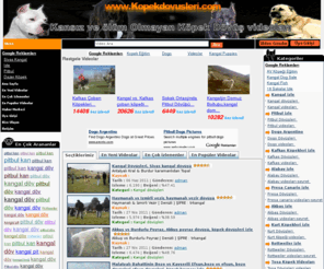 kopekdovusleri net kopek dovusu kangal dovusleri kopek dovusu izle pitbul dovusleri izle pitbul dovusu pitbul kavgasi izle dogo argentino dovusleri dogo argentino dogo arjantino kangal dovusu kangal kavgasi pitbul bull terrier bulterier pitbul