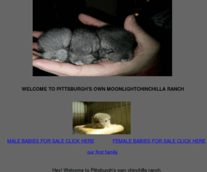 moonlightchinchillaranch.com: baby chinchillas for sale in pittsburgh pa
baby chinchillas in pittsburgh pa
chinchillas in pittsburgh pa
chinchillas pittsburgh pa
chinchilla info pittsburgh pa
chinchillas for sale in pittsburgh pa
baby chinchillas