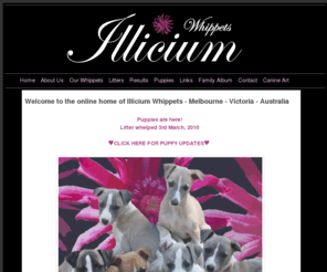 illiciumwhippets.com: Home - Illicium Whippets
Small Whippet Kennel located in Melbourne Victoria Australia.  Whippet Puppies sometimes available.