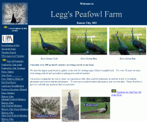 leggspeafowl.com: Legg's Peafowl Farm
Currently over 90 peafowl varieties are being raised at our farm.  We have the largest peafowl photo gallery on the web for viewing many of these beautiful birds.  For over 30 years we have been raising peafowl and specialize in making new peafowl varieties.  Our goal in creating this site was to share our experiences with other peafowl enthusiasts around the world, to be helpful, informative and honest with this information.