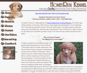 Honey hot sale run tollers