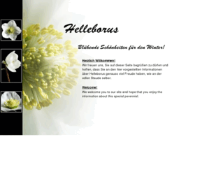 helleborus.de: Helleborus Gold Collection
