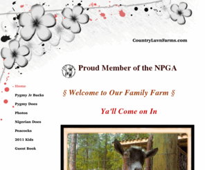 countryluvnfarms.com: Country Luvn Farms
NPGA Registered and Unregistered Pygmy goats for sale