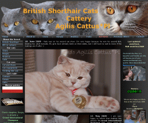 agiliscattus.com: British Shorthair cats and kittens, cattery AGILIS CATTUS*PL
Welcome to our british shorthair cattery. We present our cats, as well as information about the breed, breeding, and kittens for sale.