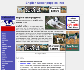 englishsetterpuppies.net: english setter puppies, englishsetters, www.englishsetterpuppies.net
English setter puppies. A Global network directory of 
English setters for sale. English Setters, show, bench, hunting and field trial Setters