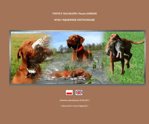 wyzelwegierski.com: www.wyzelwegierski.com
Reproduktor wyżeł węgierski krótkowłosy (Magyar Vizsla) Foryś z Tałchejów