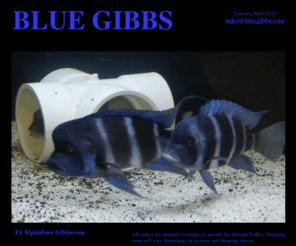 bluegibbs.com: Blue Gibbs
Cyphotilapia 