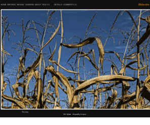 aschatz.net: Bildersite | corn | pictures from a. schatz
Bildersite-PhotoBlog: corn, 