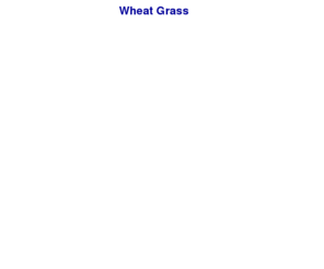 wheat-grass.info: Wheat Grass
Wheat Grass