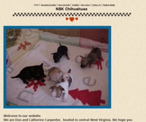 nbkchis.com: NBK Chihuahuas
chihuahua