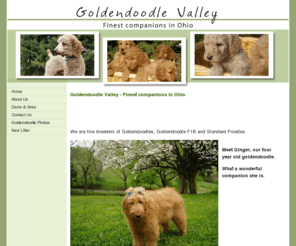 goldendoodlevalley.com: Goldendoodle Valley - Fine Breeders of Goldendoodle, Goldendoodle Puppies, Golden Doodles
Goldendoodle Valley - Finest companions in Ohio, goldendoodle puppies family raised. Breeders of Goldendoodles.