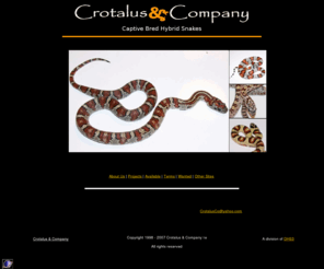 hybridsnakes.com: Crotalus & Company - Captive Bred hybrid snakes
We specialize in the breeding of hybrid reptiles and hybrid snakes