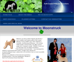 moonstruckscwt.com: Home Page
Moonstruck soft coated wheaten terriers, reputable breeder of