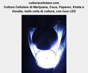 colturacellulare.com: Coltura Cellulare de Marihuana Indoor, LED, CO2
