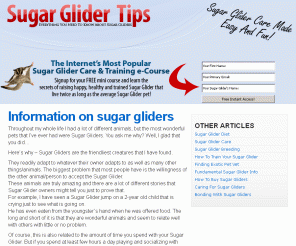 sugarglidertips.com: Sugar Glider Tips
