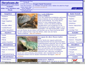 reiterwissen.de: Tierwissen und Reiterwissen mit alles über Tiere, Pferde und rund ums Tier mit Tierfotos
Tierwissen und Reiterwissen - Alles über Tiere sowie alles über Pferde und rund ums Tier mit Tierfotos und Infos über Tiere wie Haustiere, Hunde, Katzen, Fische, Nagetiere, Reptilien, Nutztiere, Wildtiere, Wassertiere mit vielen Informationen.