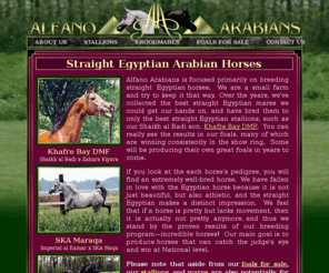 alfanoarabians.com: Egyptian Arabian Horses @ Alfano Arabians in Illinois
Straight Egyptian Arabian horses in Illinois.  Standing the stallion Khafre Bay DMF, a Shaikh al Badi son, producing perfect Egyptian Arabian horses for sale.