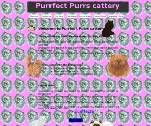 purrfectpurrs.com: Purrfect Purrs Cattery
Persian and Himalayan kitten breeder in Hawley Pennsylvania & Poughkeepsie New York. Breeding flat faced & doll faced kittens. CFA registered.