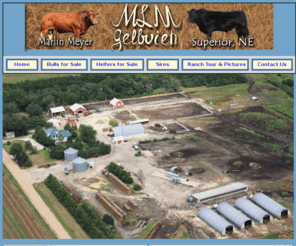 gelbviehbull.com: Gelbvieh Cattle | Cattle for Sale | Gelbvieh Bulls | Bull Breeder
MLM Gelbvieh Specializes in Gelbvieh Cattle, Gelbvieh Cattle for Sale, Gelbvieh Bulls, Gelbvieh Bull Breeder And More!