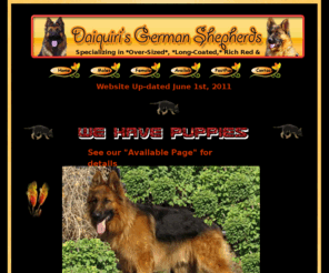 daiquirisdogs.com: Daiquiris Over-Sized, Long-Coated, German Shepherds
Daiquiris over-sized,long-coated, German Shepherds - specializing in rich red & blacks. We have three coats available. Coated (long coat)
Plush ( med.length coat), & Short coat.