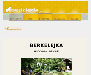 berkelejka.com: Beagle Berkelejka || Domowa hodowla psów rasowych
