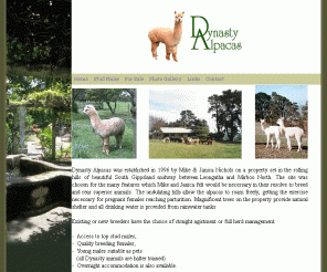 dynastyalpacas.com.au: Home
