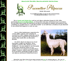 pacesetteralpacas.com: Pacesetter Suri Alpacas
Pacesetter Suri Alpacas specializes  in show and breeding quality Peruvian, Chilean, Bolivian and North American suri alpacas, stud service and alpacas for sale.