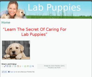 labpuppies.org: Lab Puppies
Loving, Training and Learning to take care of your Lab Puppy