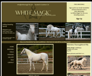 whitemagictb.com: White Magic - 2003 Cremello Thoroughbred Stallion Standing In Southern CA
White Magic 2003 Cremello TB Stallion.