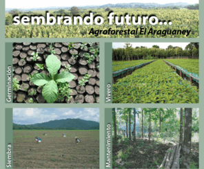 agroforestalelaraguaney.com: ...sembrando futuro - Agroforestal El Araguaney
Agroforestal El Araguaney