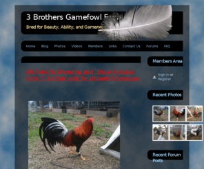 3brothersgamefarm.com: Home - 3 Brothers Gamefowl Farm
game fowl