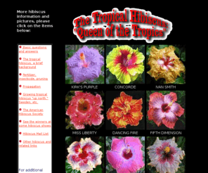 trop-hibiscus.com: Tropical Hibiscus
Hibiscus