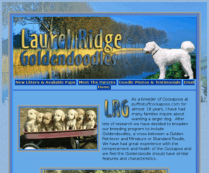 laurelridgegoldendoodles.com: Laurel Ridge Goldendoodle Website - Sound health with good, calm temperaments.
Goldendoodle lovers can find free referrals of Goldendoodle dogs and puppies using Pets 4 You; a great place to find or advertise your pet(s).