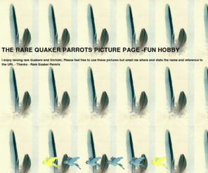 rarequaker.com: "THE RARE QUAKER PARROTS PICTURE PAGE"
Focus on Rare Quaker Parrots 